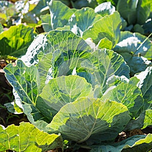 White cabbage in the garden. Close up on Fresh cabbage in harvest field. Cabbage are growing in garden. Organic vegetable on the