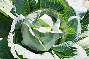 White cabbage in the garden. Close up on Fresh cabbage in harvest field. Cabbage are growing in garden. Organic vegetable on the