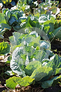 White cabbage in the garden. Close up on Fresh cabbage in harvest field. Cabbage are growing in garden. Organic vegetable on the