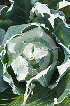 White cabbage in the garden. Close up on Fresh cabbage in harvest field. Cabbage are growing in garden. Organic vegetable on the