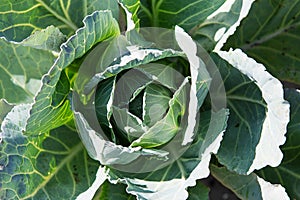 White cabbage in the garden. Close up on Fresh cabbage in harvest field. Cabbage are growing in garden. Organic vegetable on the