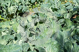 White cabbage growing on the farm
