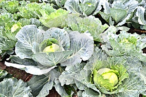 White cabbage grows in the garden bed