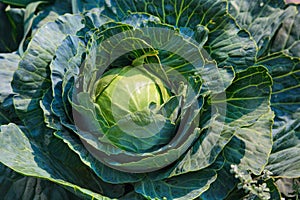 White cabbage head