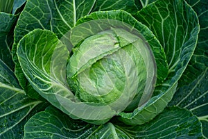 White cabbage head growing in garden