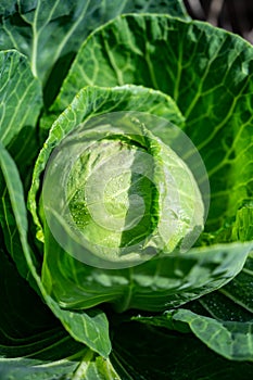 White cabbage head growing in garden