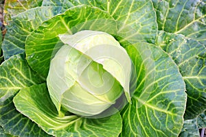 White cabbage just before harvest