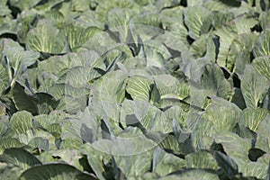 White cabbage leaf