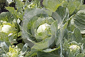 White cabbage leaves a close-up, eaten by pests. The concept of pest control, harvesting. Organic vegetables.