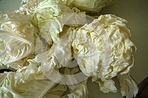 White cabbage, white cabbage for making stuffed