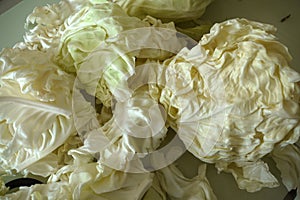 White cabbage, white cabbage to make stuffed