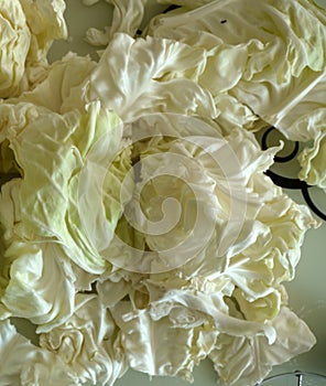White cabbage, white cabbage to make stuffed