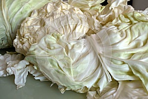 White cabbage, white cabbage to make stuffed