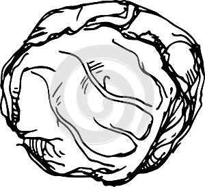 White cabbage. Vector illustration