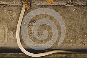 White cable sticking out of the wall. cabling process. grey stone background