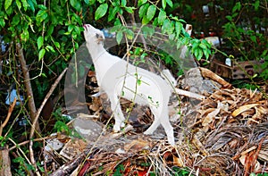 White cabri goat typical typical of Guadeloupe photo