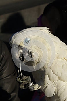 White Cacadou biting cord