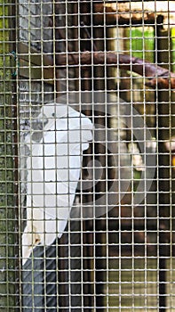 White cacadu or Cacatuidae parrots behind the bars in zoological garden.