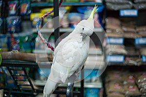 White Cacatua Parrot chained in a pet store waiting to be purchased