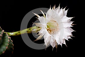 White cactus blossom