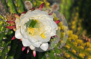 White Cactus flower