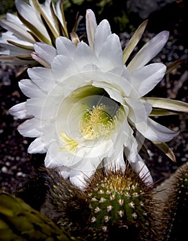 White cactus flower