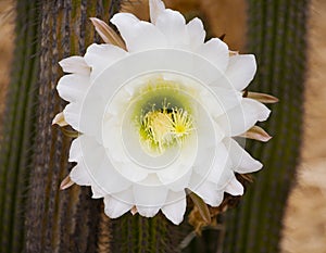 White cactus flower front view