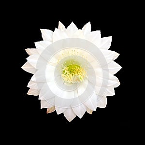 White Cactus flower isolated on black background.