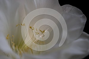 White Cactus Flower Nature Macro Photography