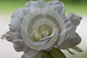 White Cactus Flower Nature Macro Photography