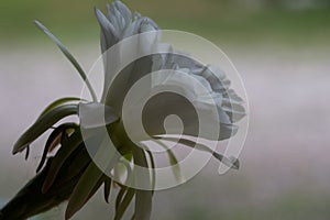 White Cactus Flower Nature Macro Photography