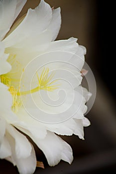 White cactus flower side