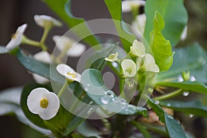 The white cactus poisian is blooming and there are water droplets on the leaves.