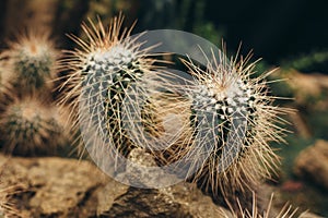 White cactus with sharp torns front view