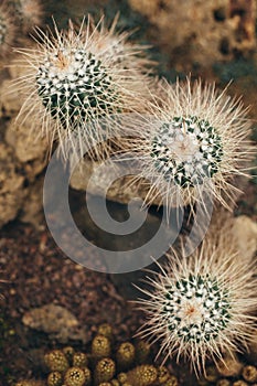 White cactus with sharp torns top view
