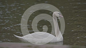 White cake on the pond. swan on the water.