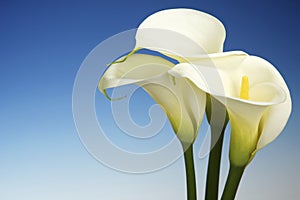 White Cala Lilies on a Blue Background