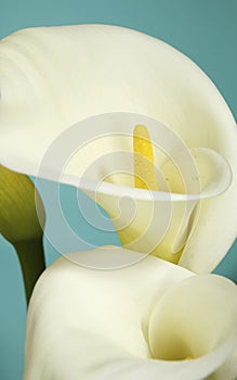 White Cala Lilies on Light Blue Background