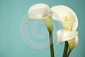 White Cala Lilies on a light Blue Background photo