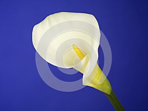 White Cala Lily on Dark Blue Background