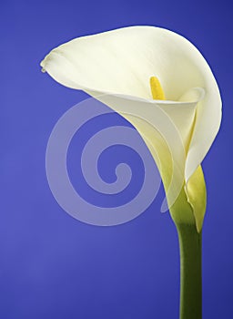 White Cala Lily on a Dark Blue Background