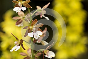 White calanthe and blurs