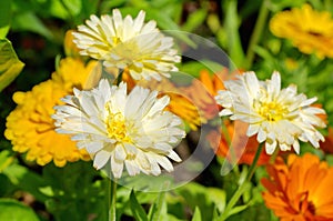 White calendula Lat. Calendula officinalis blooms in the summer garden