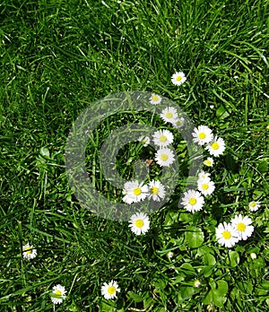 White Calendula - Meadow flowers - Ile de Puteaux, France