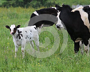 White calf black spotted cow grazing with mother