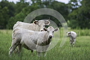 White calf with momma behind