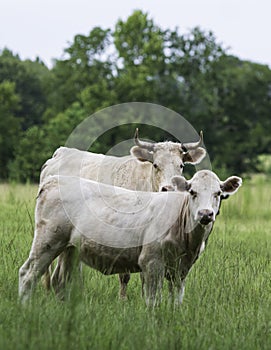 White calf with momma behind - portrait