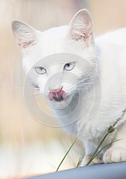 White Calico adult Cat with light blue eyes licking nose with tongue out sitting on the wall