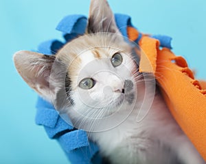 White Calico Kitten playing under blanket, tilted camera angle blue background