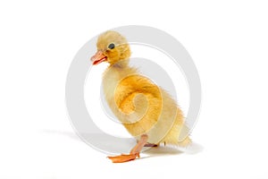 White Call Bantam Duck